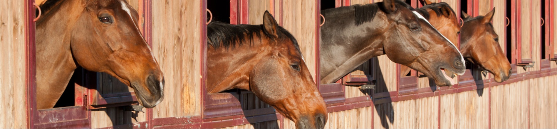 brumisation barns de chevaux